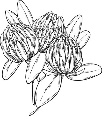 Clover Flowers Coloring Page